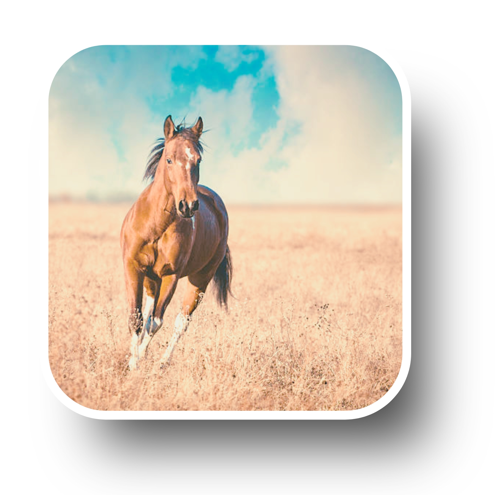 À propos des séances énergétiques cheval poney déroulement personnalisé adaptation respect rythme