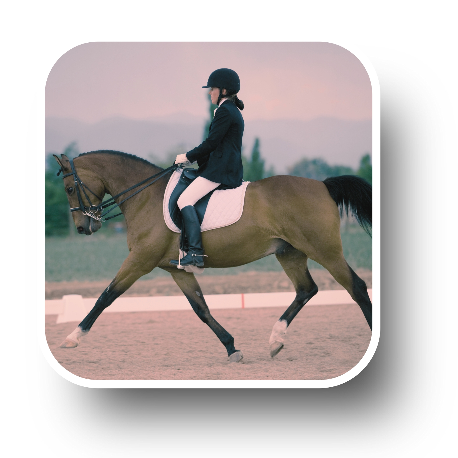 Accompagnement énergétique cheval compétition performance bien-être santé physique mental récupération