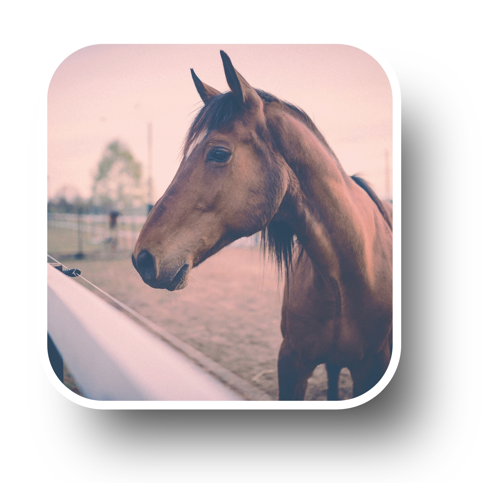 Accompagnement énergétique individuel cheval poney séance bien-être équilibre émotionnel physique