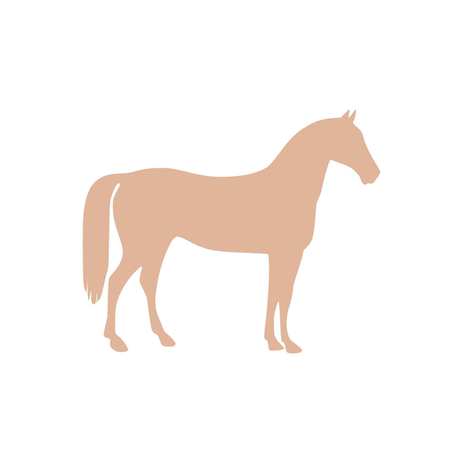 Accompagnement énergétique chevaux poneys bien-être naturel holistique équilibre émotionnel physique