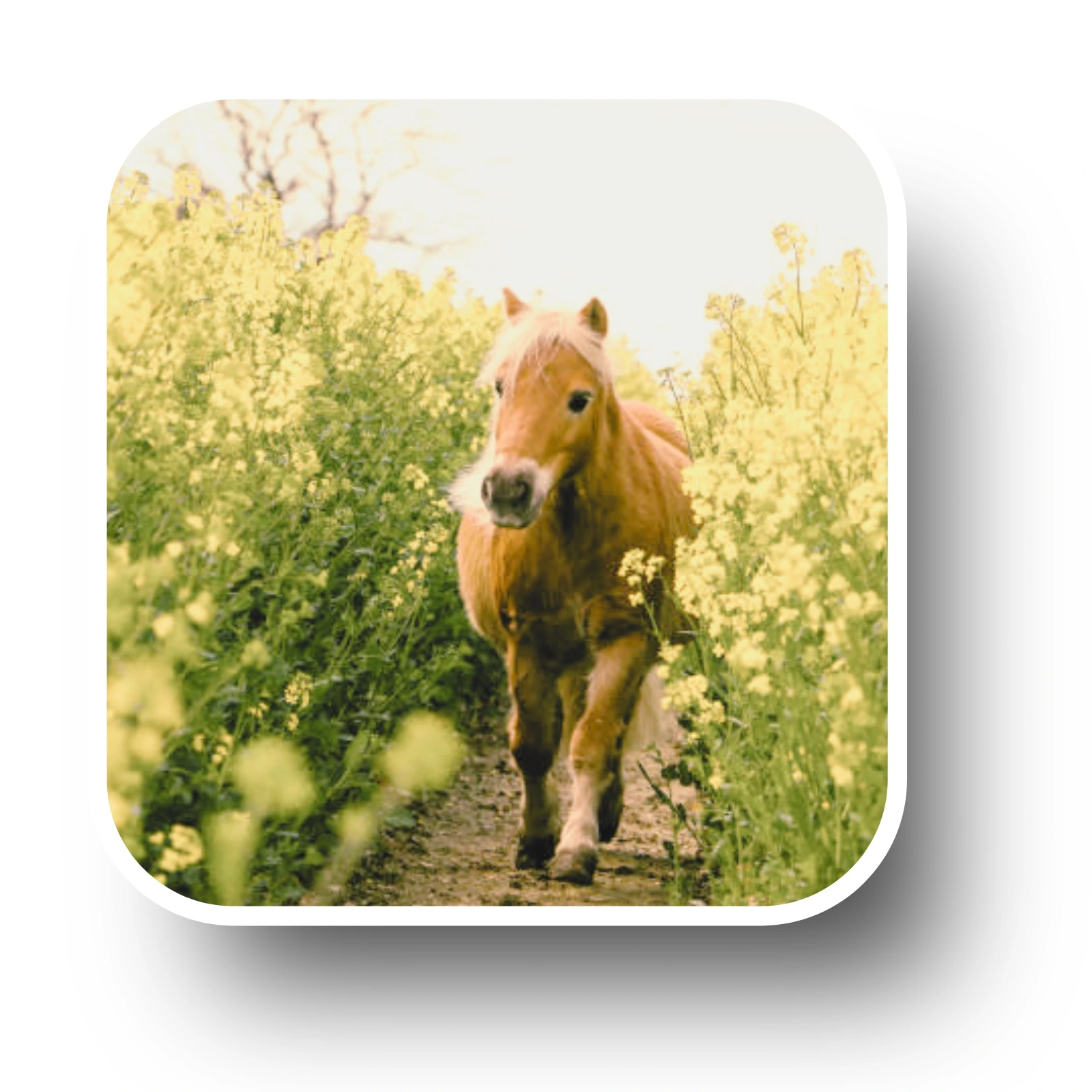 Articles blog soins énergétiques chevaux conseils nouveautés techniques bien-être