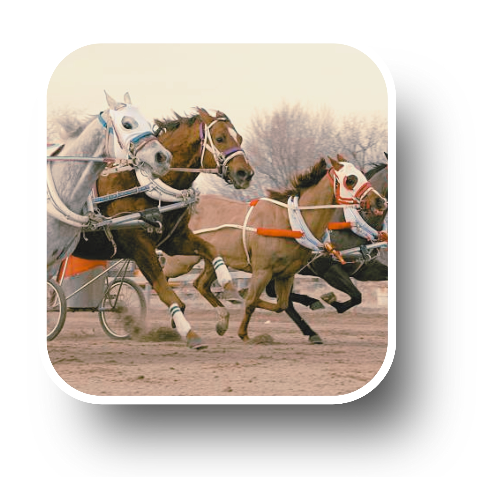 Bienfaits énergétique cheval sport endurance vitalité