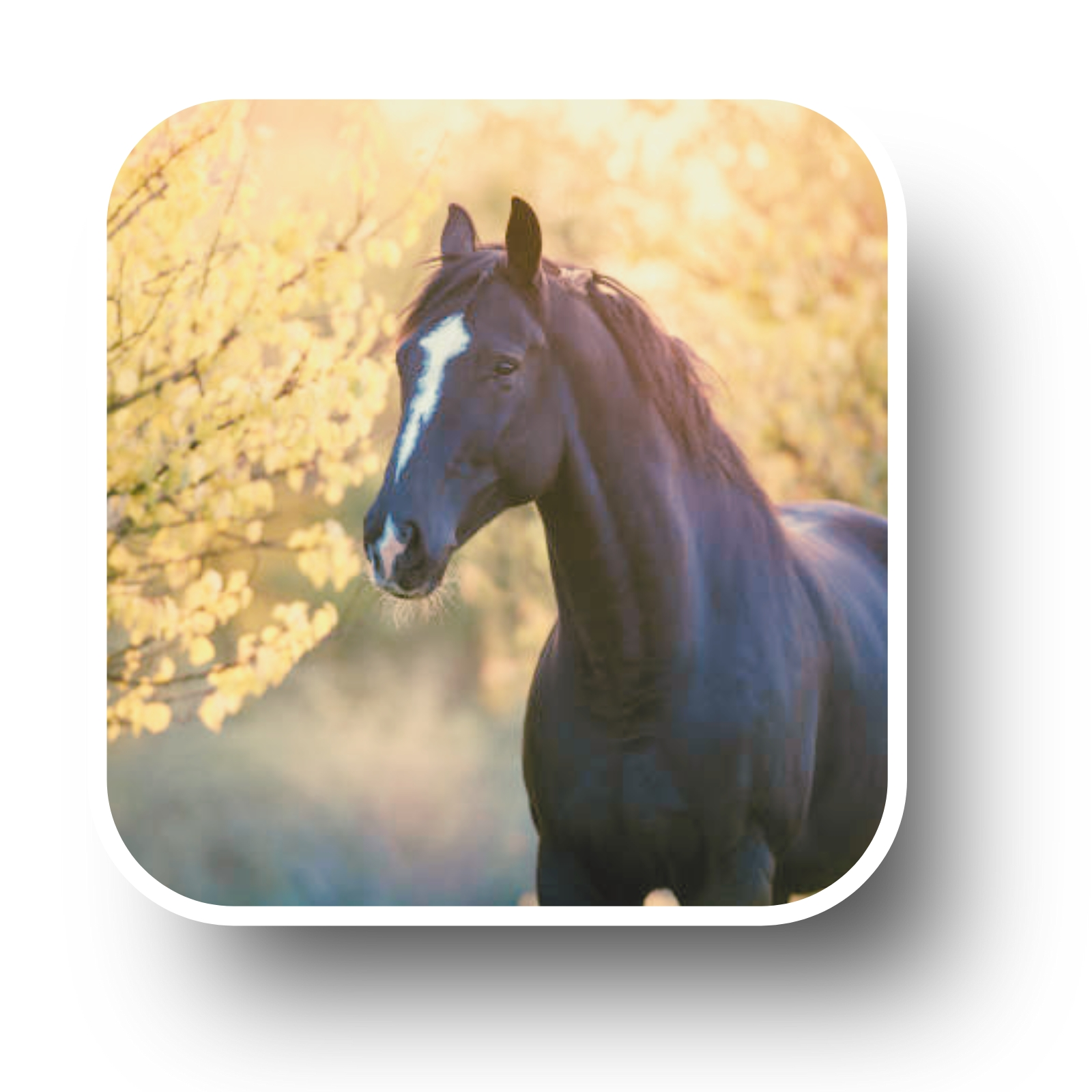 Bienfaits séance énergétique cheval poney harmonie vitalité sérénité équilibre émotionnel