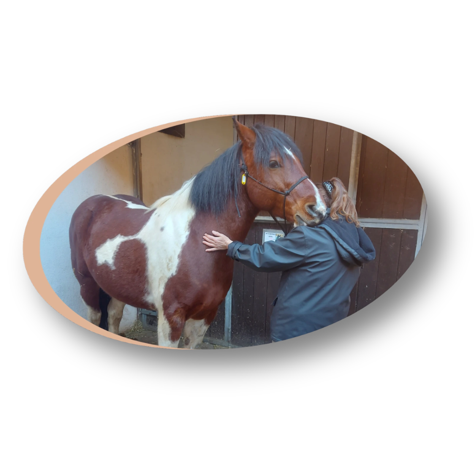 bienfaits séance énergétique chevaux poneys vitalité équilibre apaisement