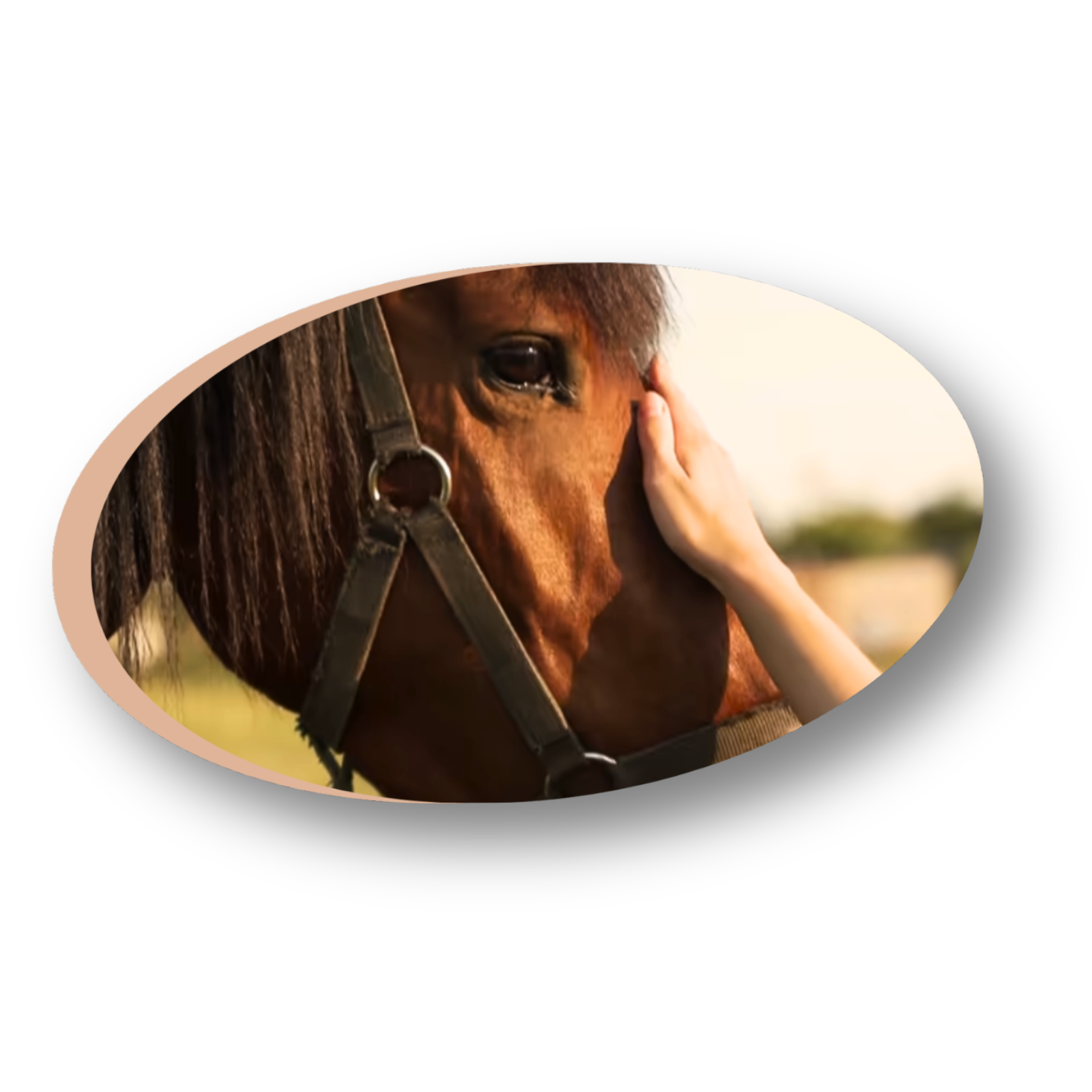 Communication animale cheval connexion intuitive compréhension bien-être séance énergétique
