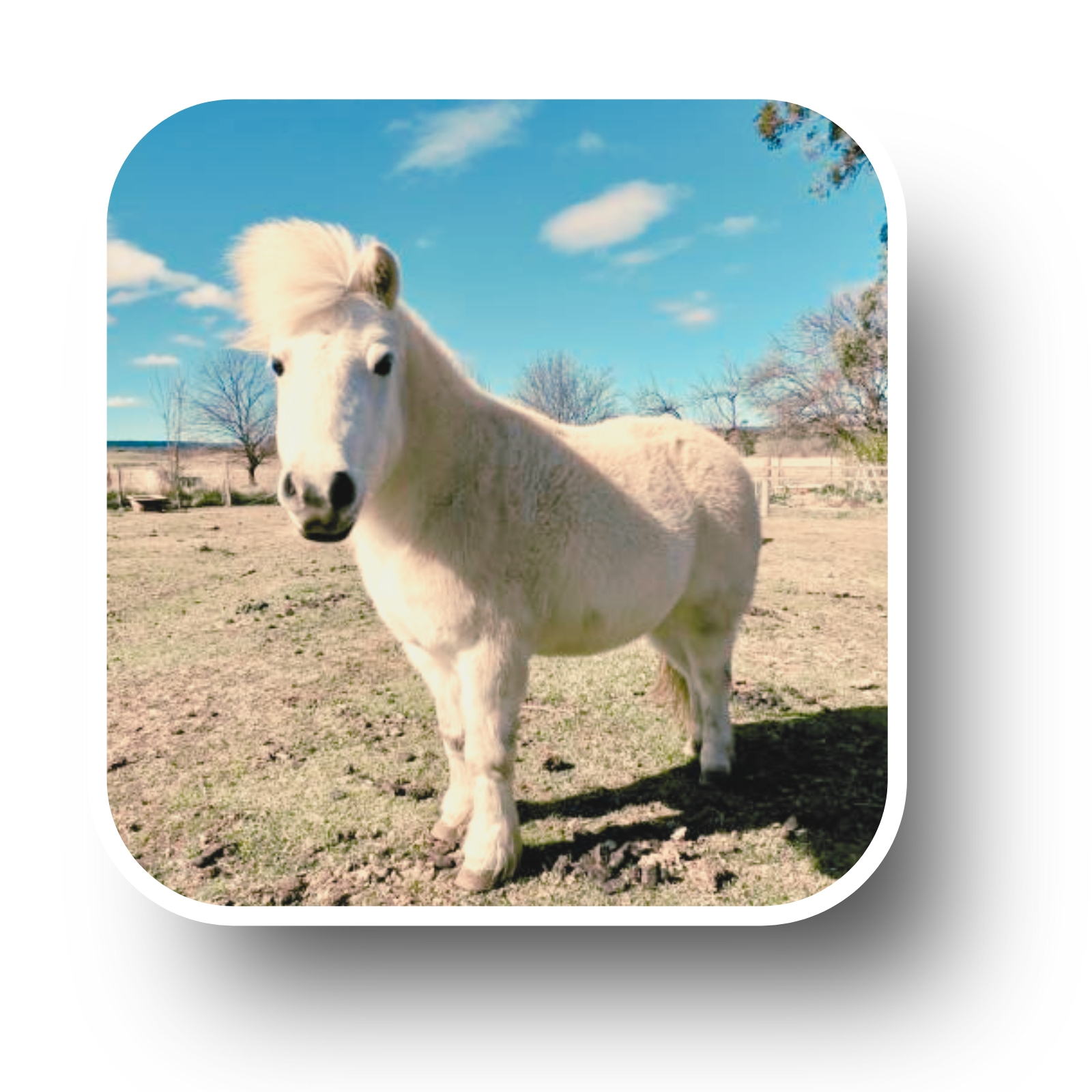 Pourquoi consulter séance énergétique cheval poney conseils bien-être prévention accompagnement