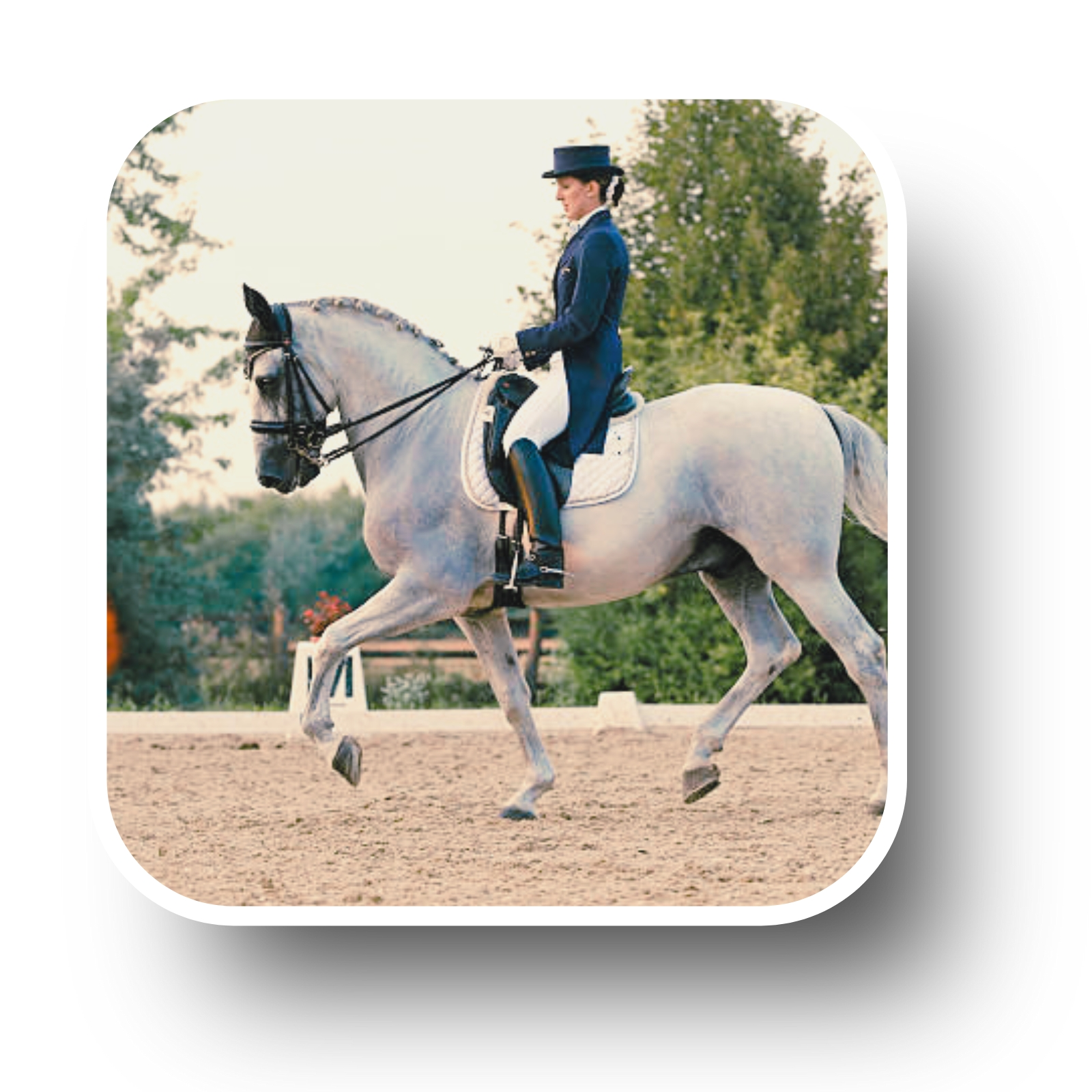 Préparation compétition équestre énergie harmonisation cheval