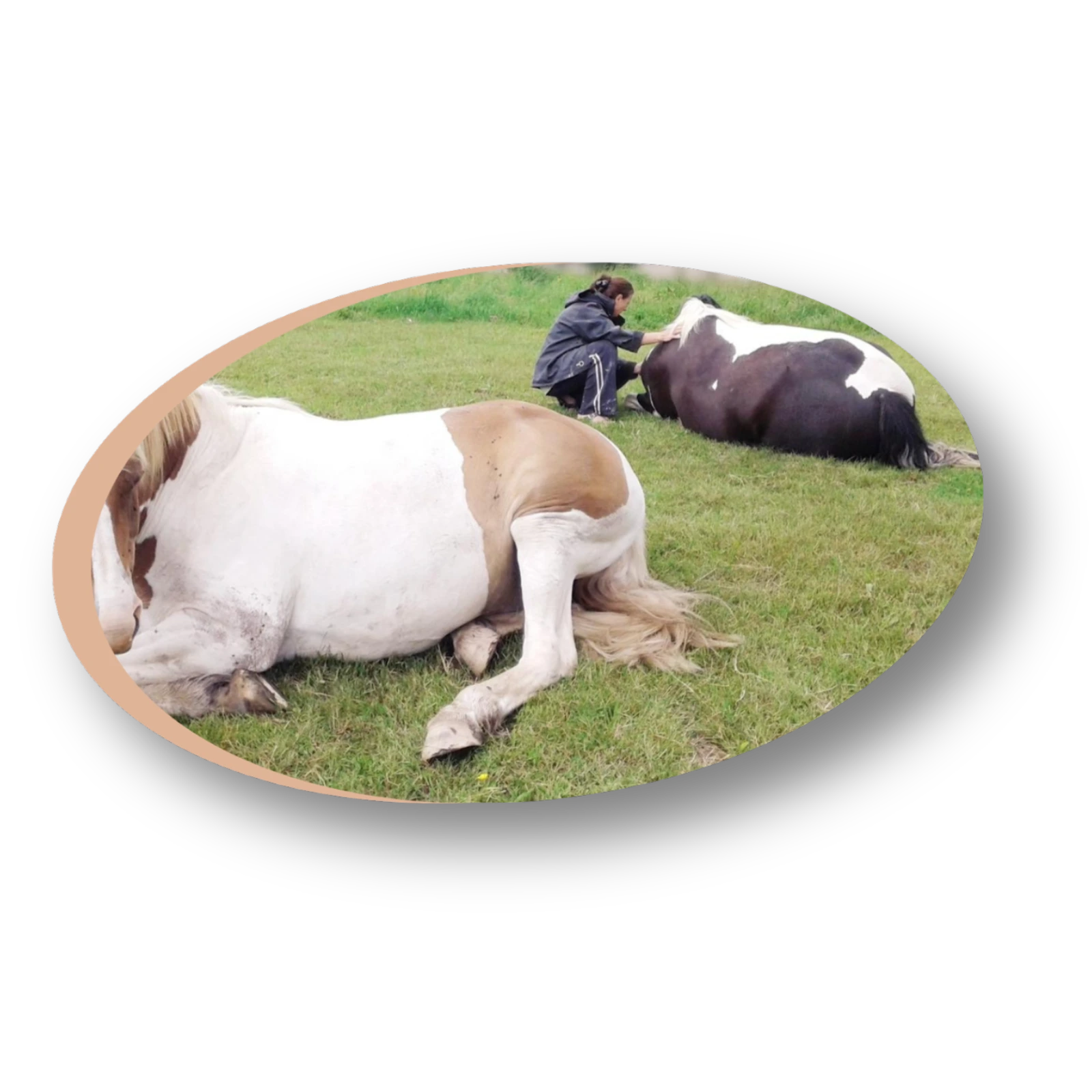 séance énergétique cheval poney bien-être holistique personnalisé communication animale