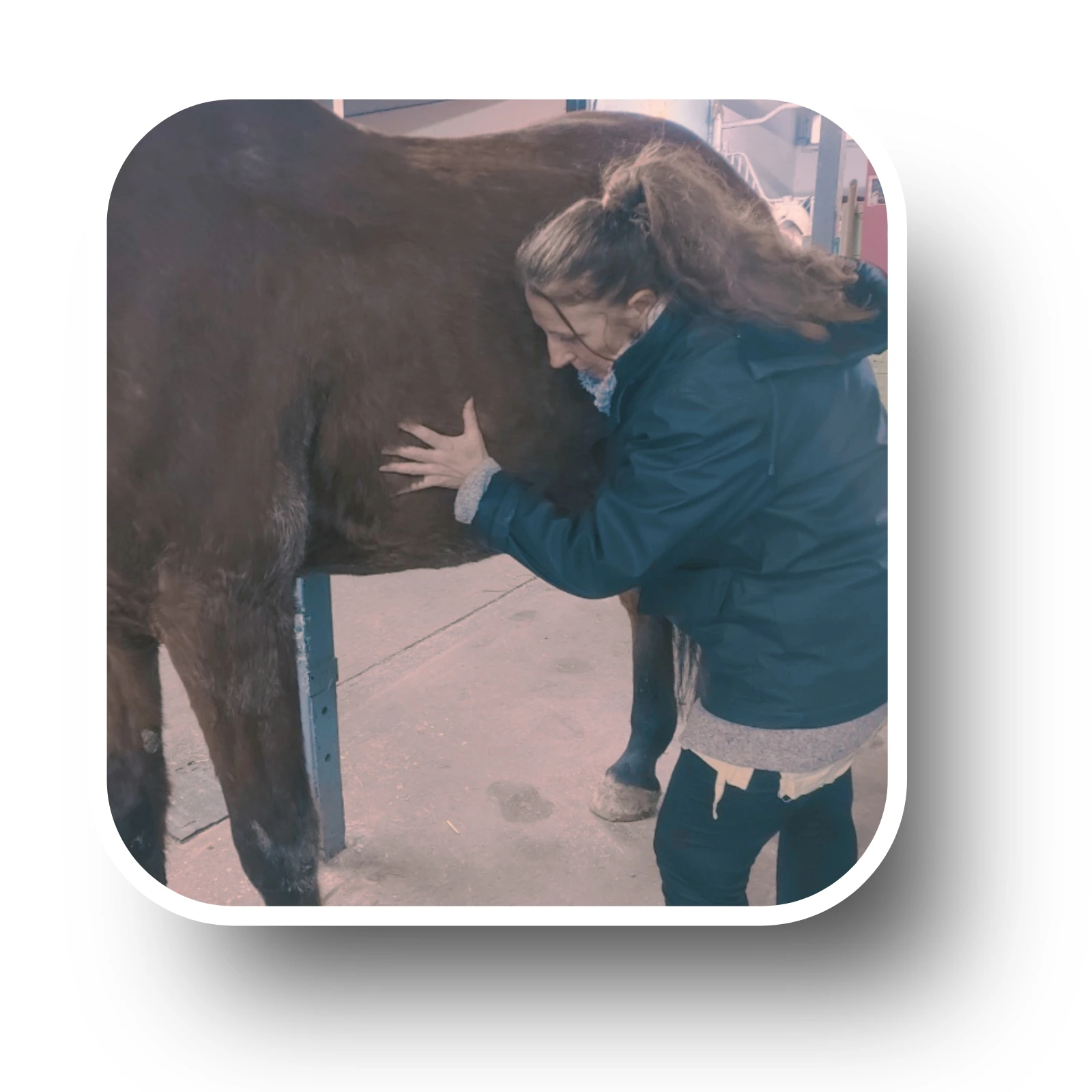 Techniques énergétiques chevaux poneys bien-être relaxation harmonisation performances