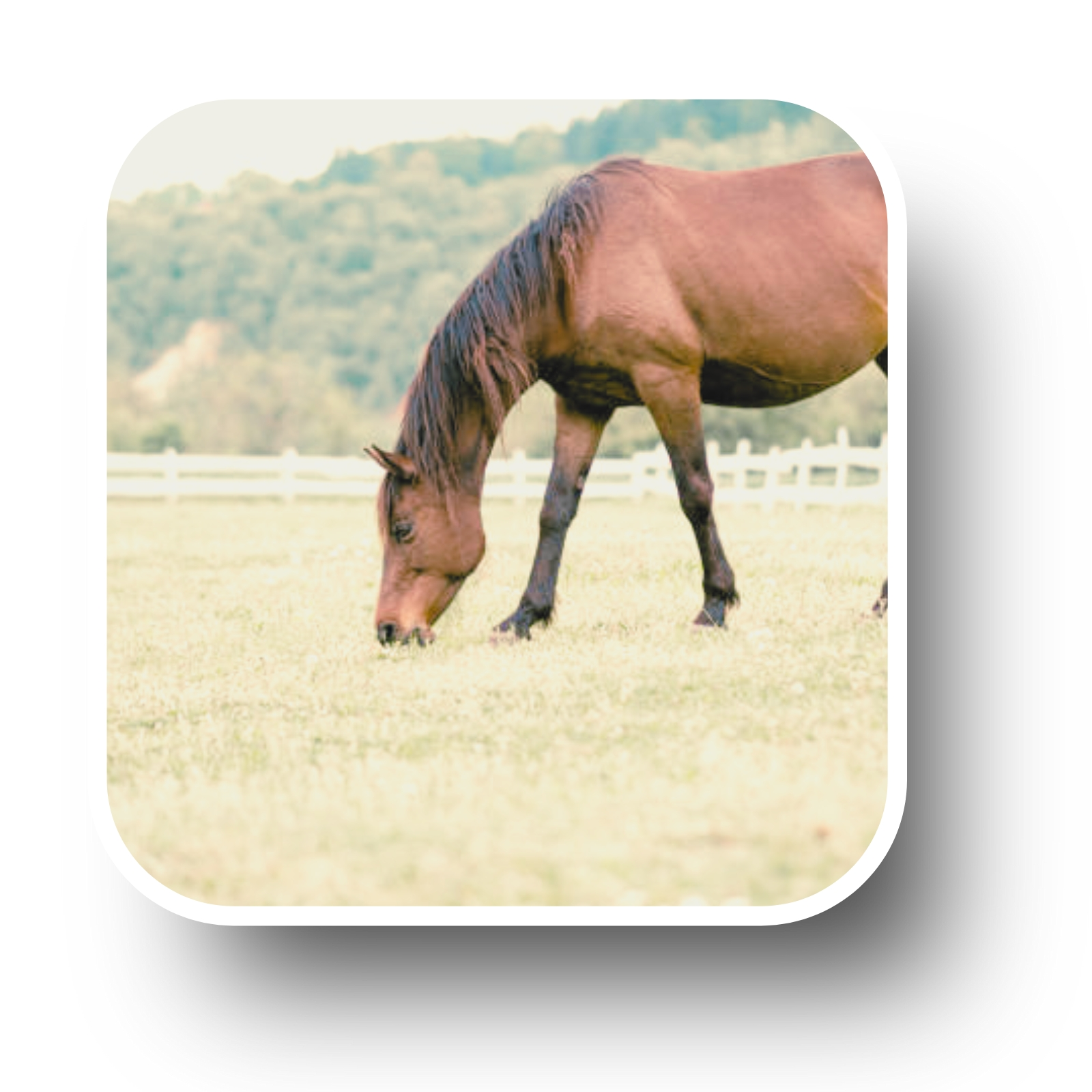 Techniques énergétiques séance cheval poney Reiki harmonisation communication détente