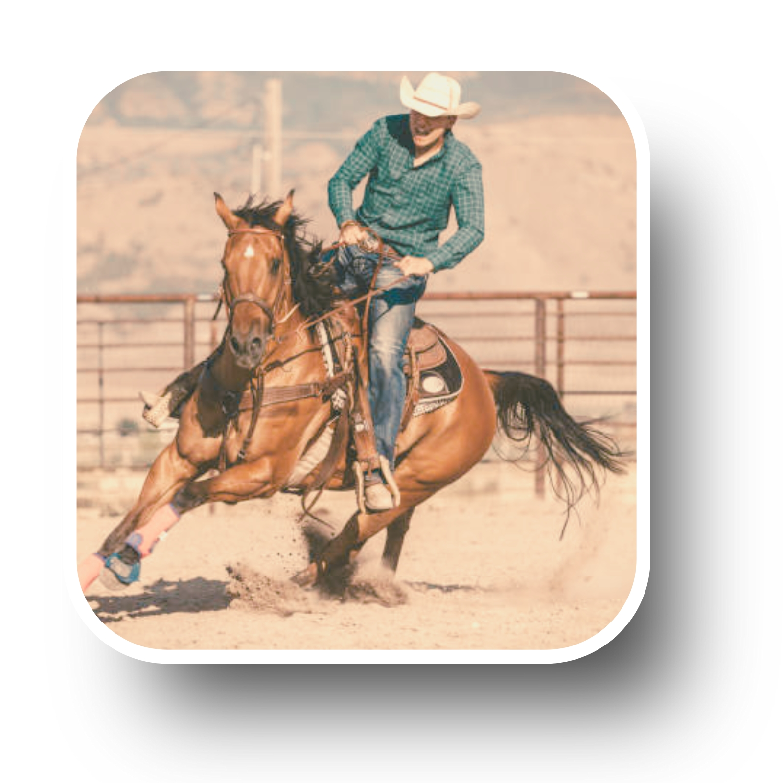 Techniques énergétiques cheval CSO reiki locomotion stratégie