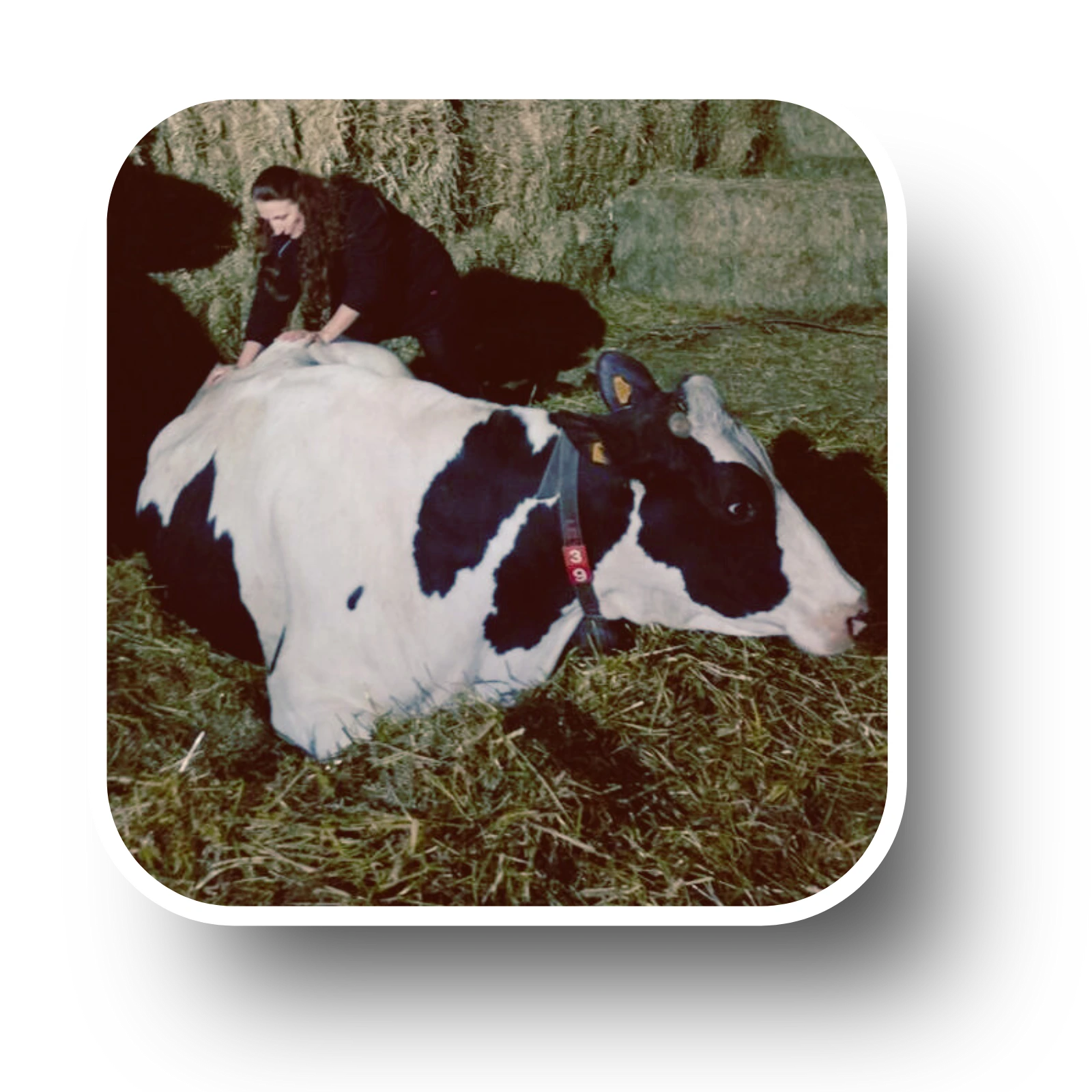 Avis séance animaux élevage géobiologie Lunéville Rambervillers production troupeau bien-être