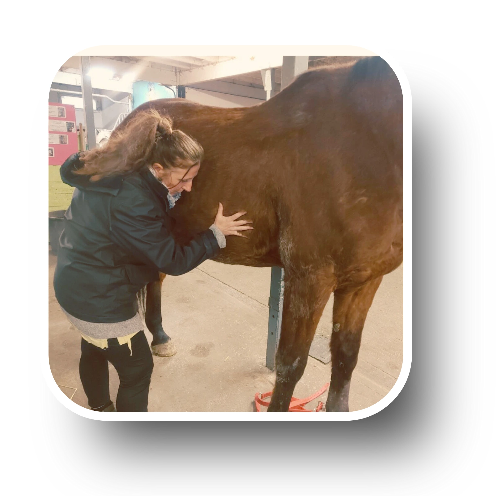 Avis séance chevaux géobiologie centre équestre Magnières Lorraine performances bien-être
