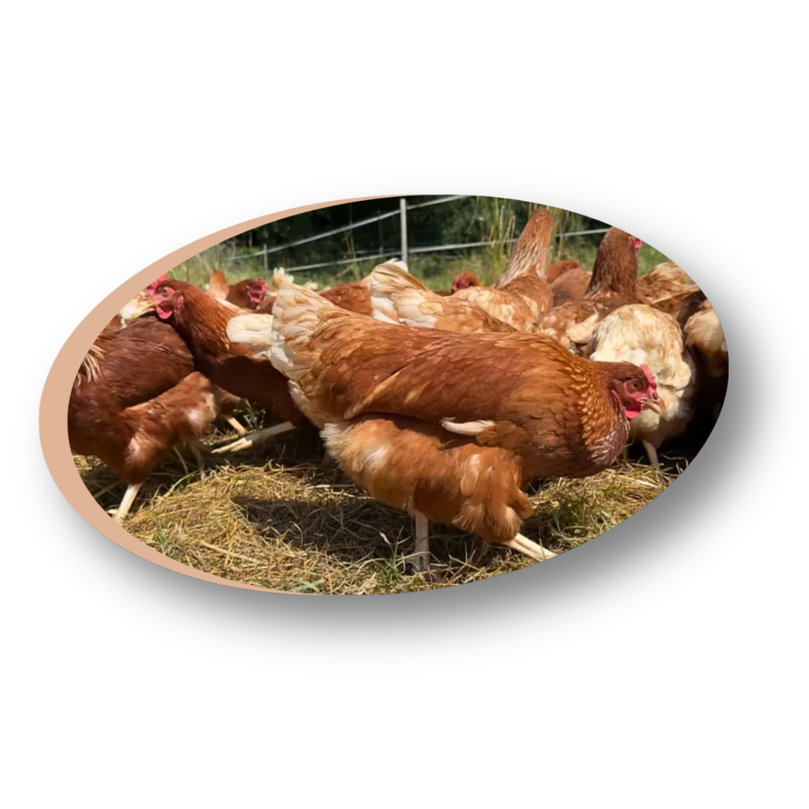 Basse-cour diversifiée santé volailles productivité élevage poules canards oies