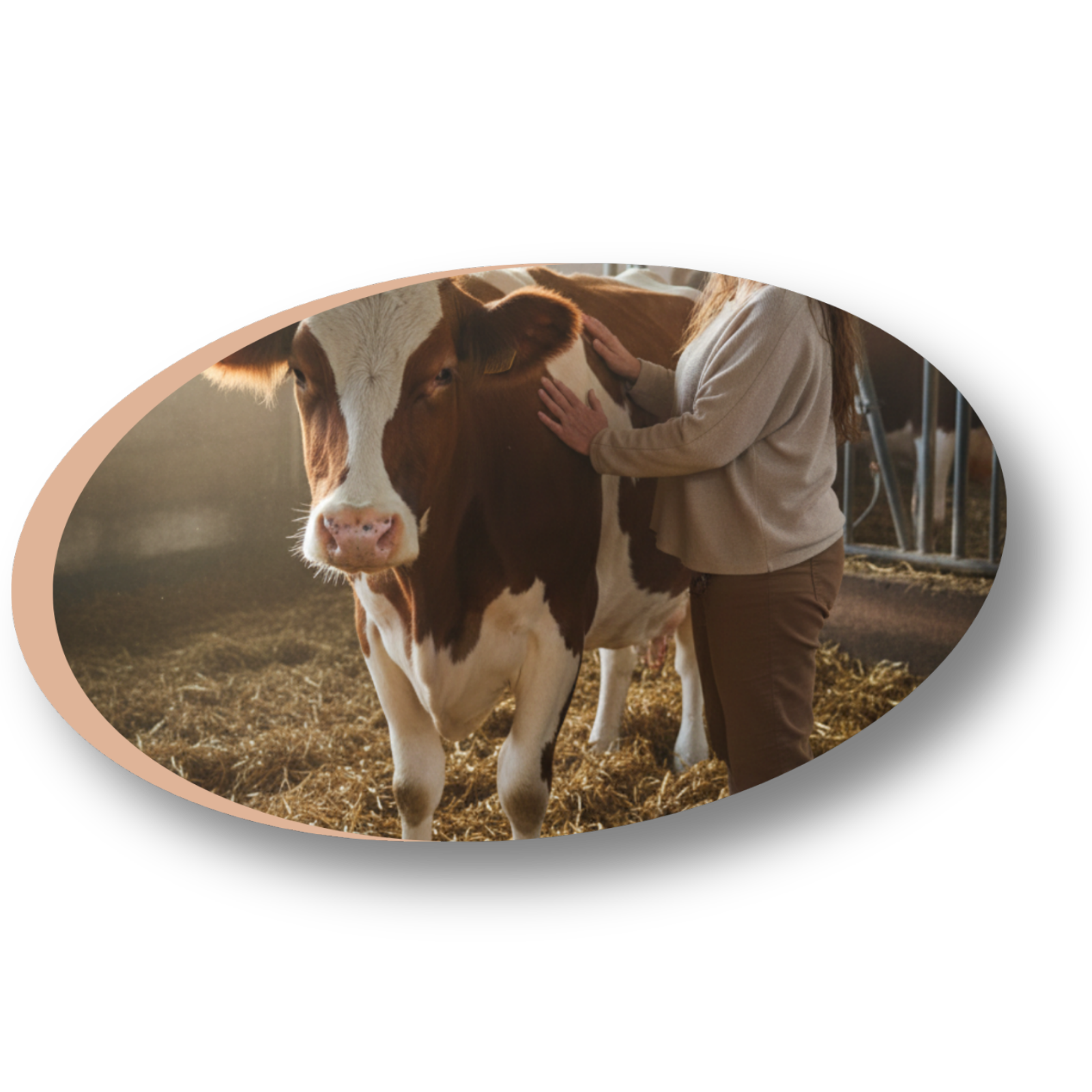 Magnétisme et soin énergétique pour animaux (vache) à Lunéville et ses environs.