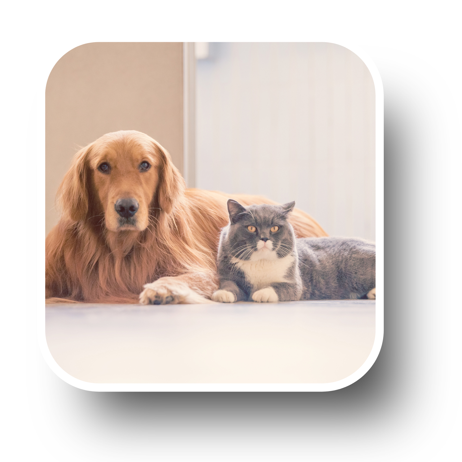 Soin énergétique pour chien et chat, disponible dans nos forfaits séances énergétiques Magnières.