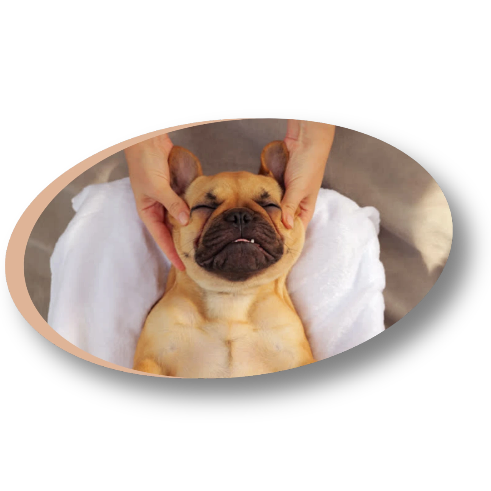 Chien recevant une séance d'harmonisation pendant une formation communication intuitive animale.