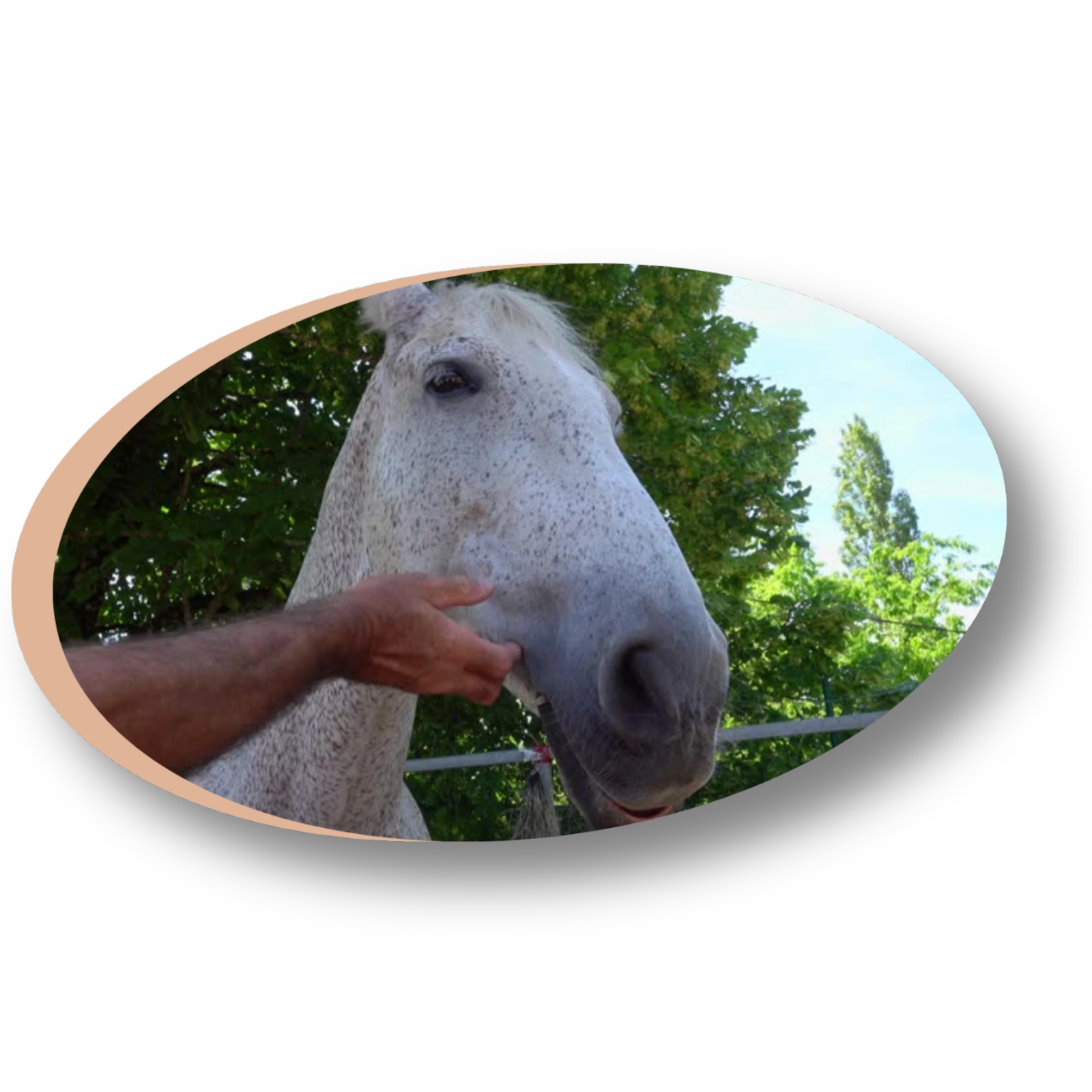 Thérapeute en pratique lors d'un stage communication animale et formation holistique animaux avec un cheval.
